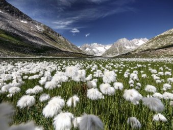 Desmin-Fiescheralp-Sommerferien.jpg